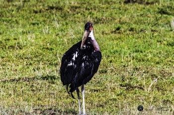  Marabou Stork 