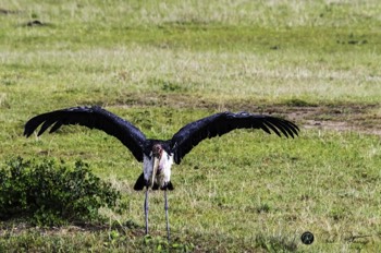  Marabou wing span Photo 