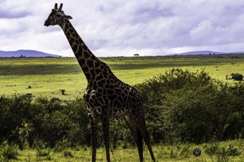  Masai Giraffe on the plains 