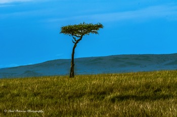   ACACIA TREE 