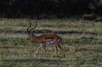  Impala 