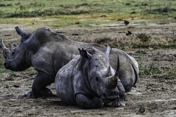  Resting Rhinos 