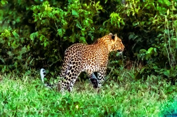  Into The Jungle 