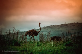  Common Ostrich 