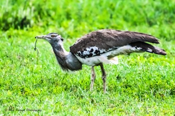  Kori Bustard 