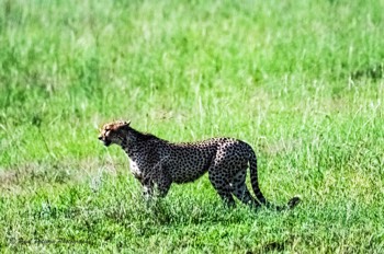  Regal Cheetah 