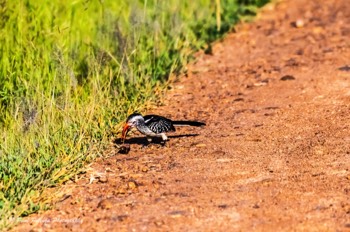  Southern Yellow-billed Hornbill 