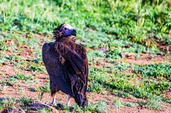  Vulture 