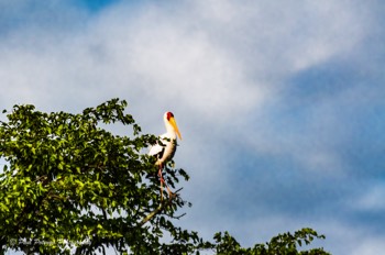  Yellow Billed Stork 