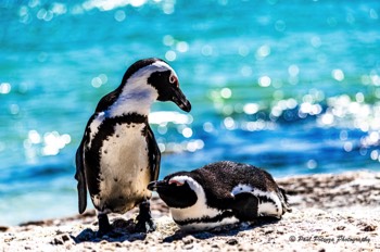  South African Penguin 