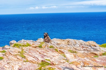  Baboon Enjoying the View 