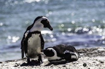  African Penguin 