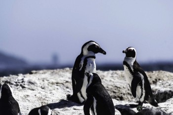  Penguin Conversation 