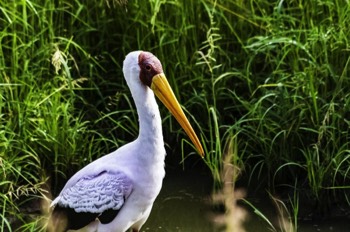  Yellow Billed Stork 