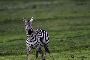  Young Zebra with scars 