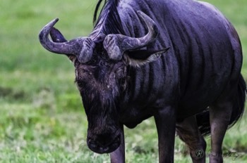  Wildebeest 