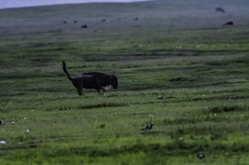  Wildebeest Dance 