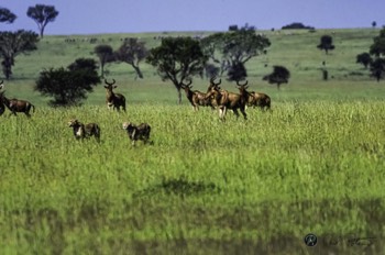  Cheetahs on the move 