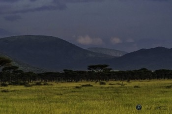  Serengeti Medow 