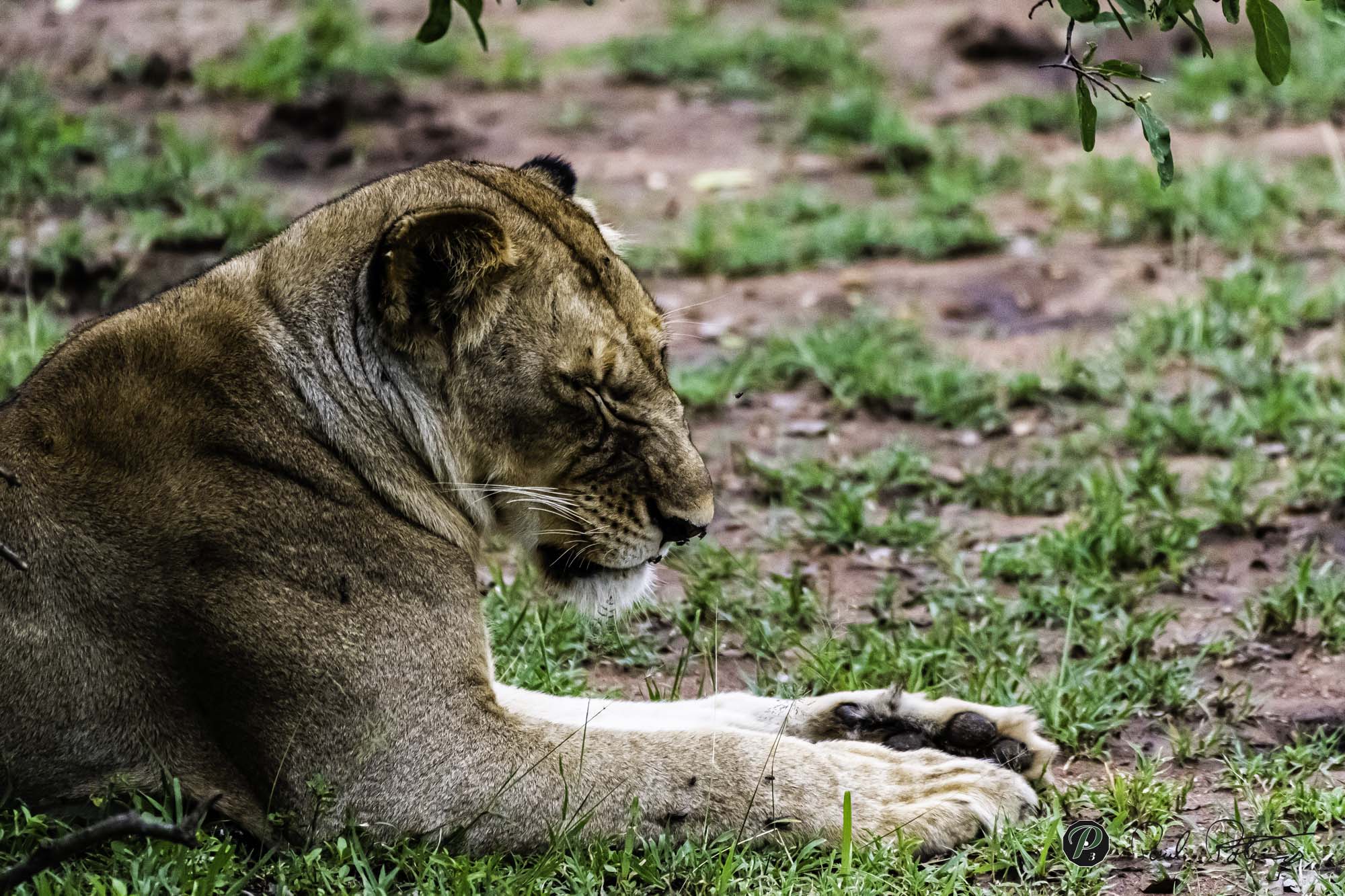  Lioness chillin’ 