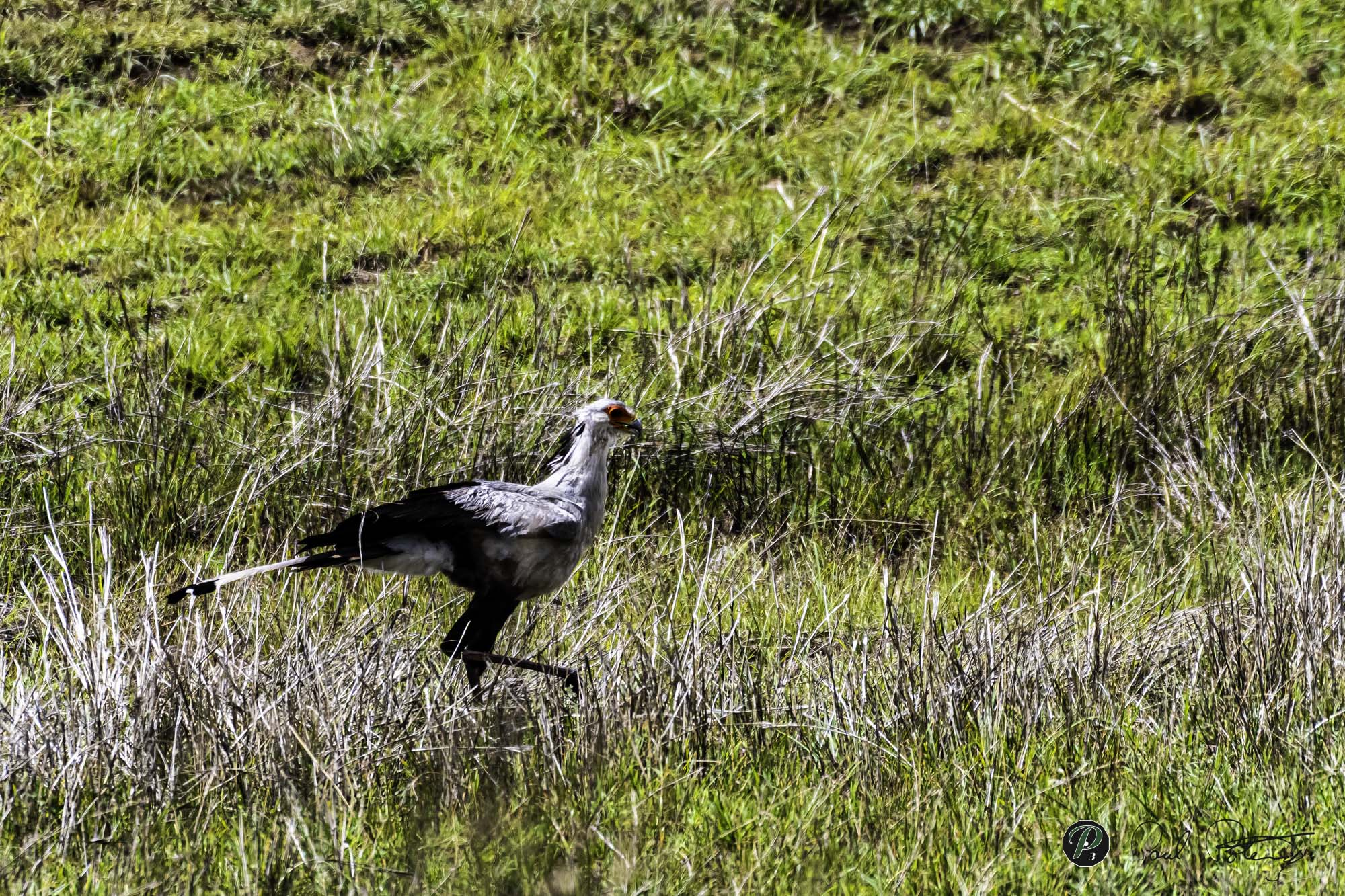  Secretary Bird 
