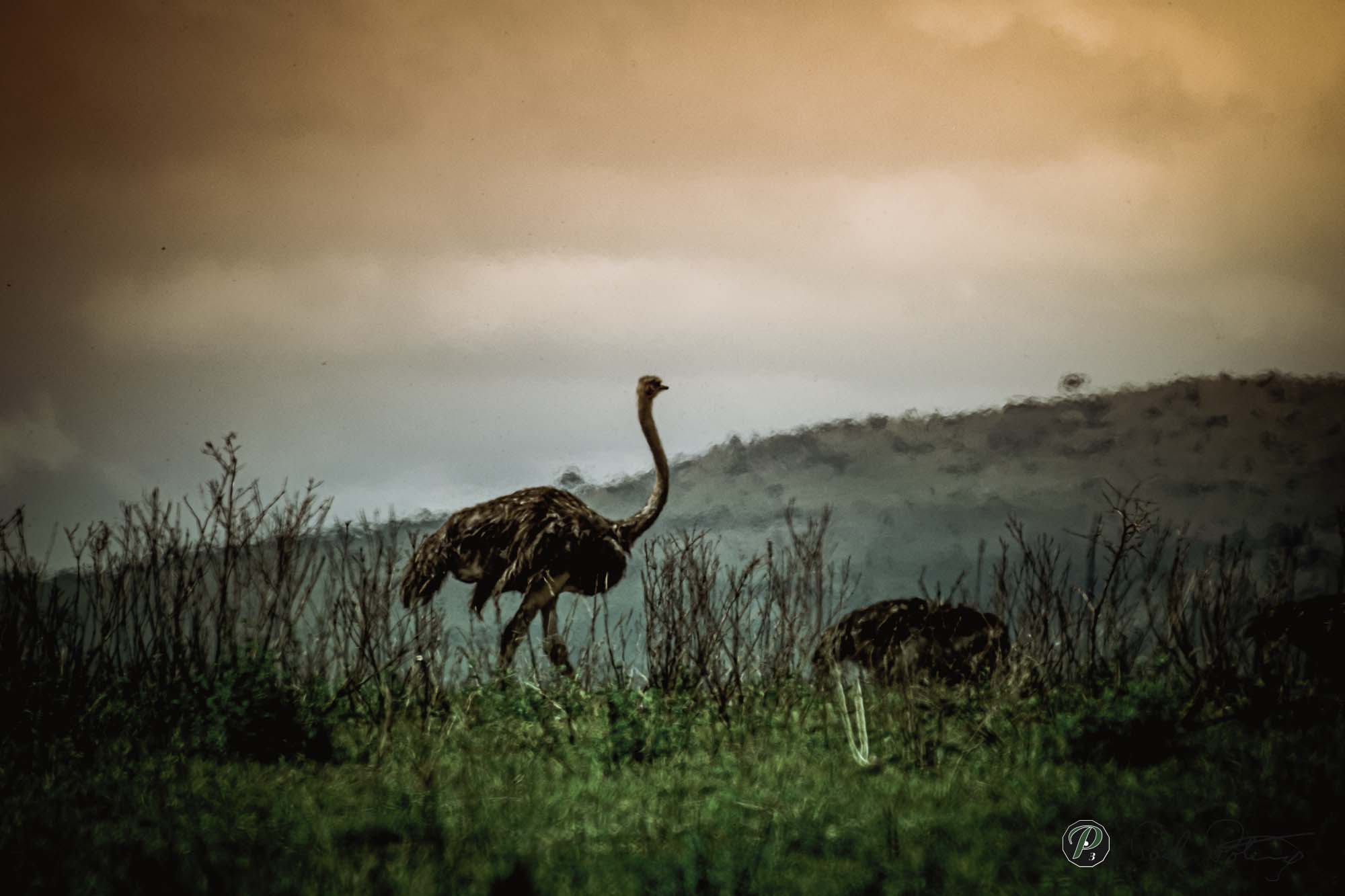  COMMON OSTRICH 