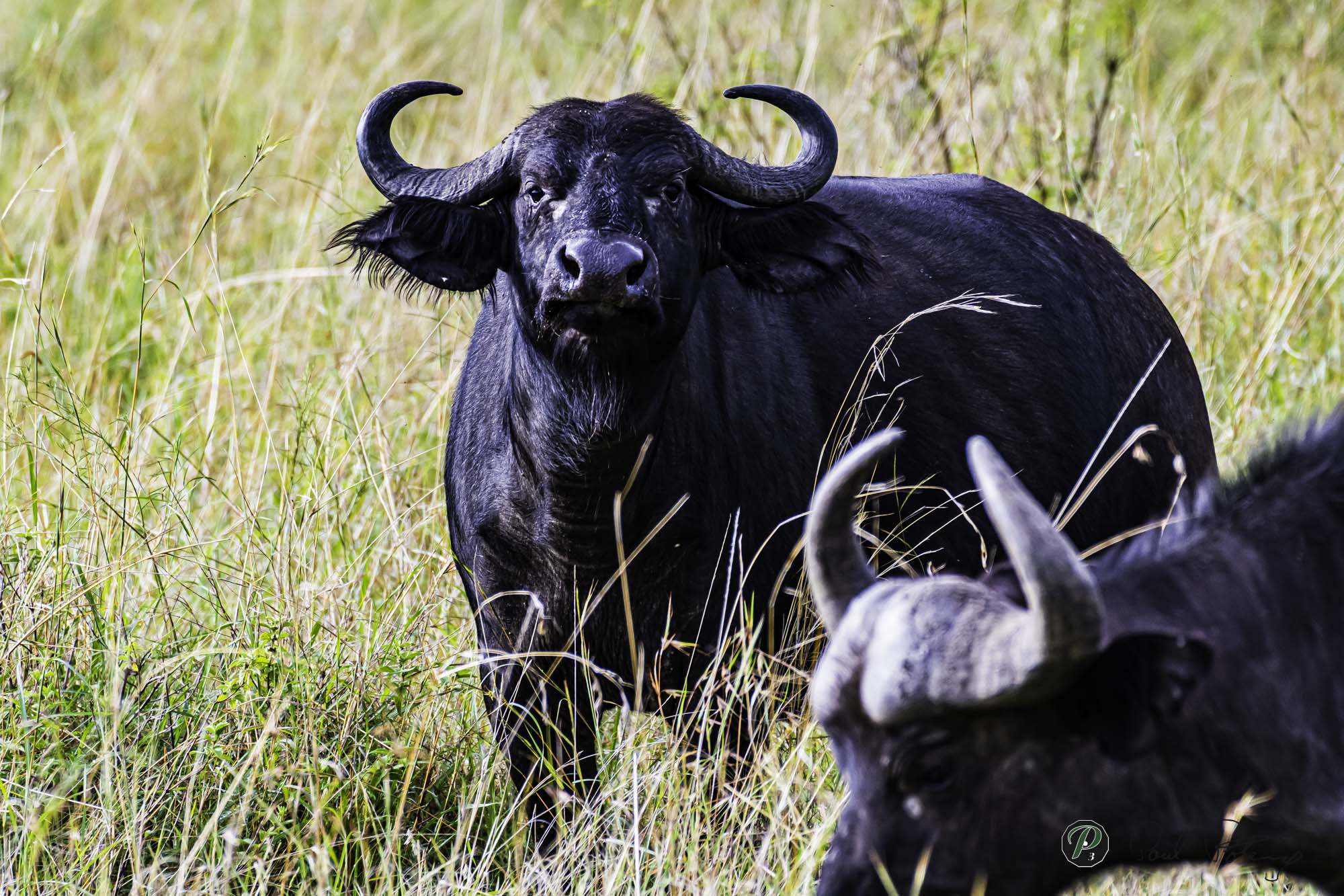  Buffalo - Look into my Eyes 