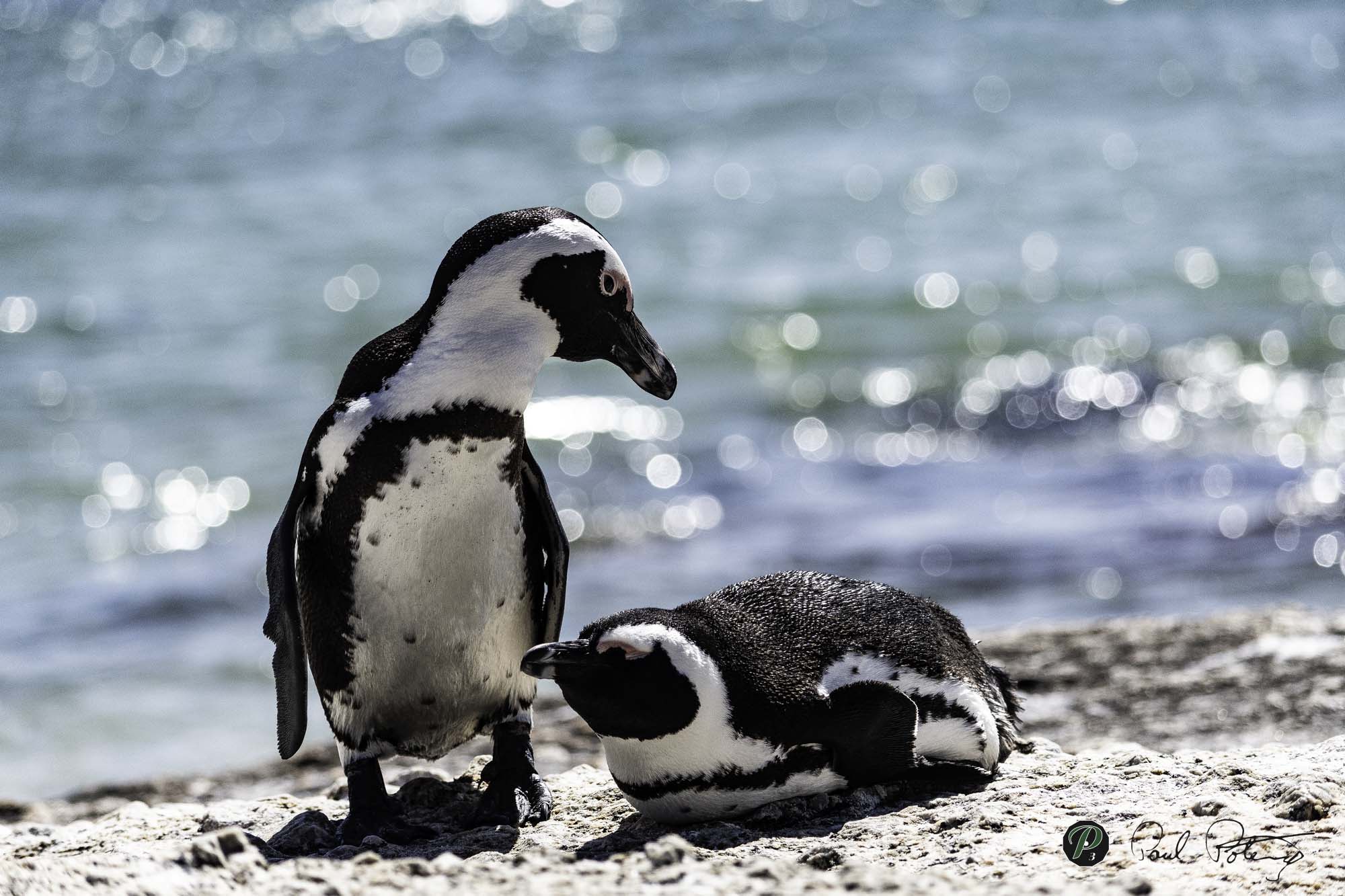  African Penguin 