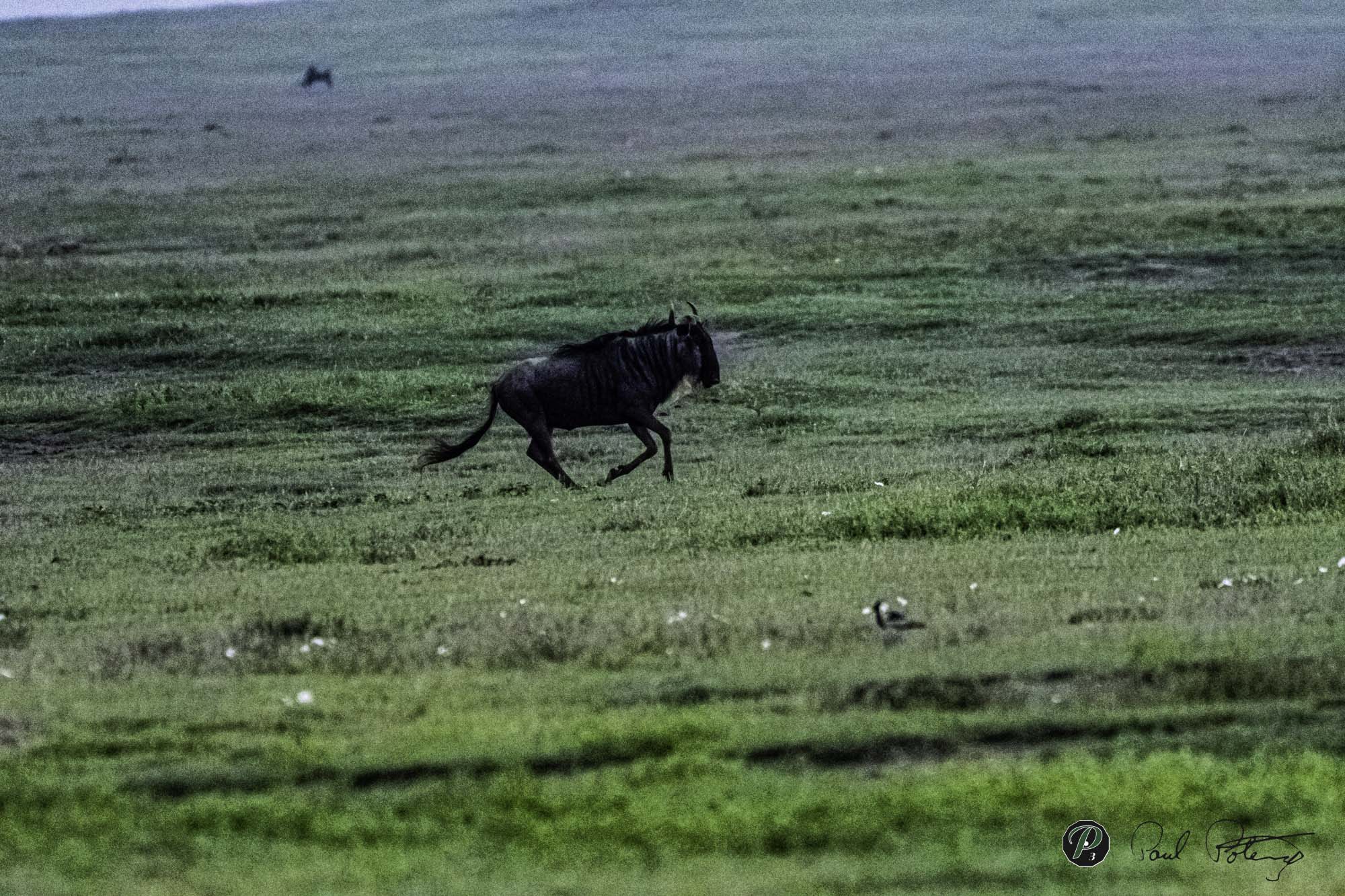  Wildebeest Gallop 
