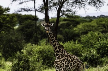  Masai Giraffe 