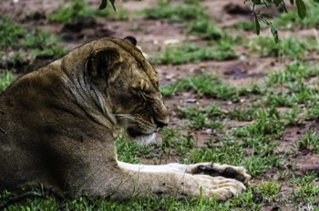  Lioness chillin’ 