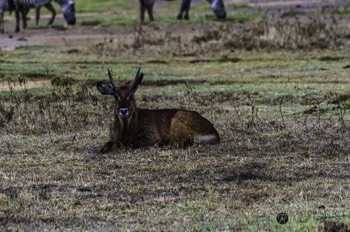  Waterbuck in field 