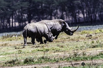  White Rhinos 