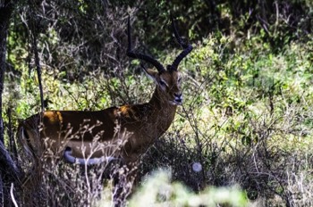  Impala with impressive antlers 