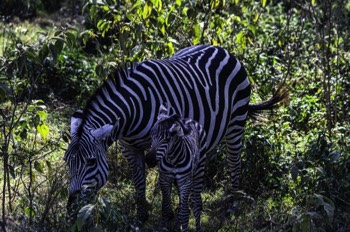  Zebra mother and baby 