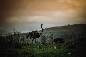  COMMON OSTRICH 