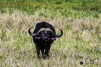  Buffalo 