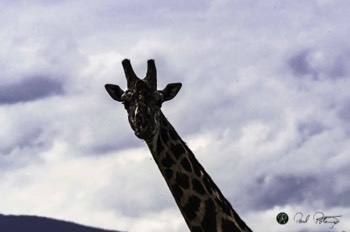  Curious Masai Giraffe Photo 