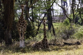  Giraffe Siblings 