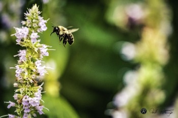  Africa Bees 