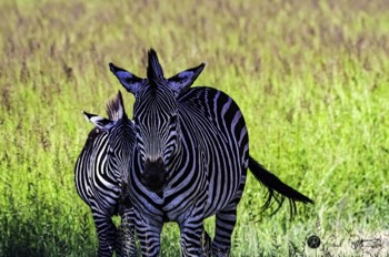  Zebra with Mohawk 