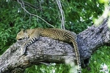  Sleeping Leopard 