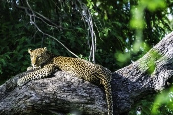  Leopard surveying the area 