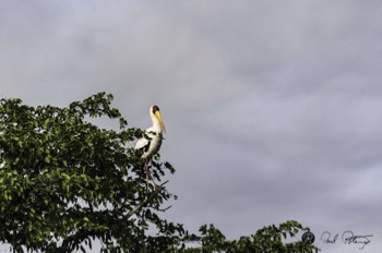  Yellow Billed Stork 