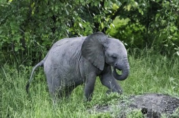  Young Elephant 