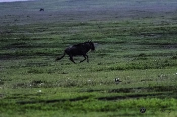  Wildebeest Gallop 