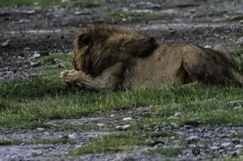  Male Lion Relaxing 