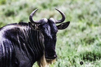  Wildebeest 