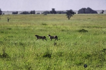  Cheetahs on the move 