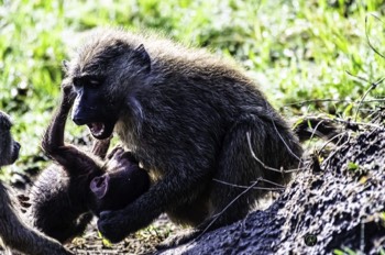  Baby Baboon playing with mom 